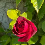 Le 5 Bis Mornac-sur-Seudre